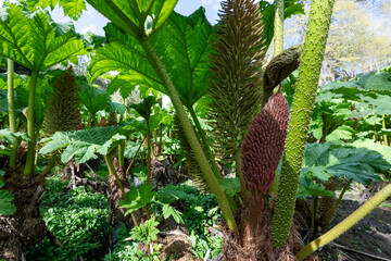 Close up of giant rhubarb in bloom