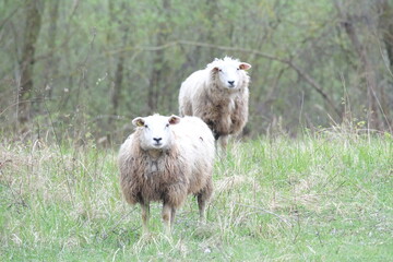 Moutons pâturage prairie