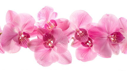 Orchid flowers creative layout isolated on white background Pink flower composition Holiday concept Floral design element Top view flat lay : Generative AI