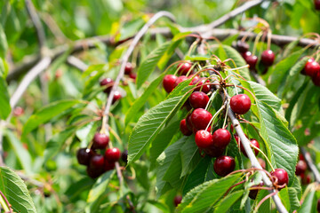 red cherries on a tree