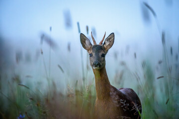 Rehbock im Morgennebel