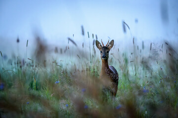 Rehbock im Morgennebel