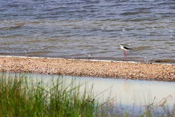 A black-winged stilt, Himantopus himantopus at the Lake Pomorie, Burgas Province, Bulgarian Black...