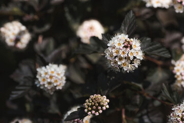 Viburnum pemphigus (Physocarpus opulifolius). A shrub blooming with small white flowers.