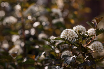 Viburnum pemphigus (Physocarpus opulifolius). A shrub blooming with small white flowers.