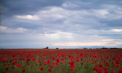 Beautiful field of red poppies in the sunset light