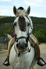 Portrait of horse with a young rider