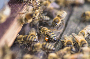pszczoła transportująca propolis