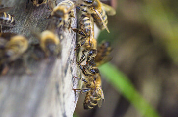 pszczoły przekazujące nektar © Katarzyna Judycka
