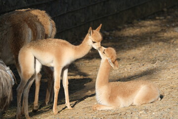 Deux vigognes complices dans un zoo