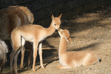 Deux vigognes complices dans un zoo
