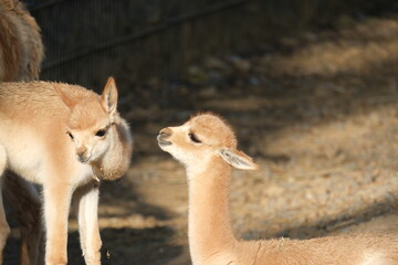 Deux vigognes complices dans un zoo