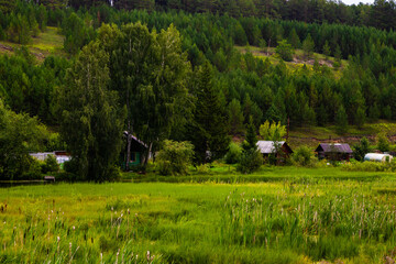 Beautiful horizon scenery in village meadow on color natural background, photography consisting of horizon scenery in meadow village at long sedge, horizon nature scenery in village meadow for animal.