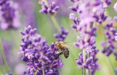 pszczoła na lawendzie © Katarzyna Judycka