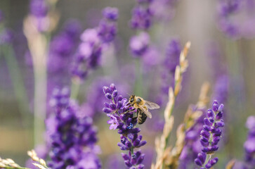 pszczoła miodna © Katarzyna Judycka