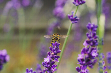 pszczołą miodna © Katarzyna Judycka