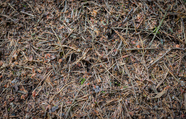 Ants insects in nature, background, dry needles.