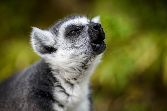 Katta-Portrait