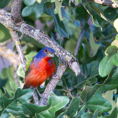 Painted Bunting in a tree