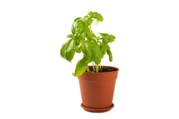 Fresh basil plant in a pot isolated on white background. Fresh organic basil leaves isolated on white background. Spices. Vegan.