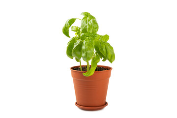 Fresh basil plant in a pot isolated on white background. Fresh organic basil leaves isolated on white background. Spices. Vegan.