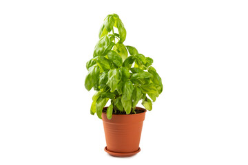 Fresh basil plant in a pot isolated on white background. Fresh organic basil leaves isolated on white background. Spices. Vegan.