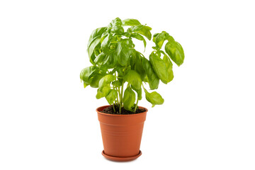 Fresh basil plant in a pot isolated on white background. Fresh organic basil leaves isolated on white background. Spices. Vegan.