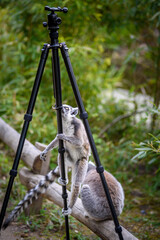 Katta klettert auf Foto-Stativ