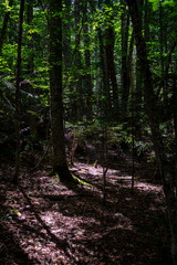 Obraz premium Horma Canyon in Kastamonu Turkey