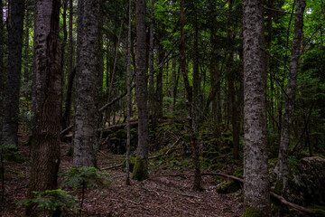 Fototapeta premium Horma Canyon in Kastamonu Turkey