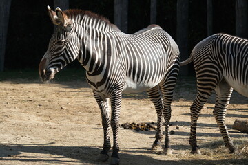 Zèbre dans un zoo