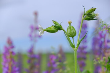Wildflowers. Various flowers and inflorescences close-up.
