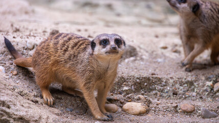 ZOO de la Palmyre