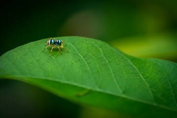 A Jumping Spider