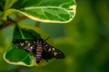 A Sandalwood defoliator