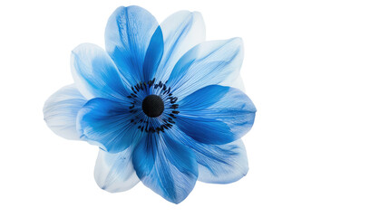 Fototapeta premium Blue flower on a transparent background