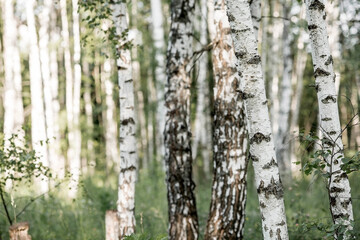 Summer landscape. Russian nature and culture. Beautiful background of a birch grove. Birch with budding leaves.