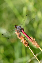 closeup the yellow black dragonfly hold on grass plant leaf soft focus natural green brown background.