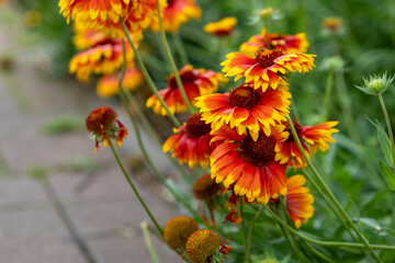 bunch of orange and yellow flowers are in a garden