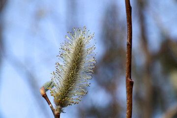Naklejka premium willow branch with catkins