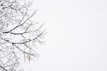 Arrière-plan branchages d'arbres sous la neige en hiver