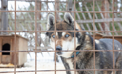 Husky dog in Finland, waiting in a kennel