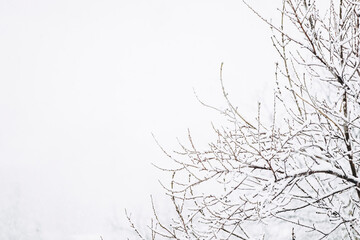 Arrière-plan branchages d'arbres sous la neige en hiver
