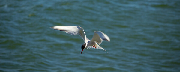 Flitting The Common Tern (Sterna hirundo) on blue sky background.
