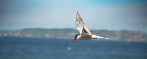 Arctic tern in flight blue sky.
