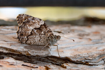 Fototapeta premium Macro shots, Beautiful nature scene. Closeup beautiful butterfly sitting on the flower in a summer garden.