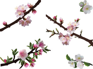 light pink spring tree blossoms isolated on white