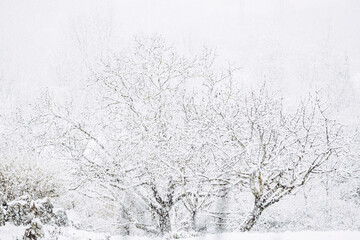 Arrière-plan branchages d'arbres sous la neige en hiver