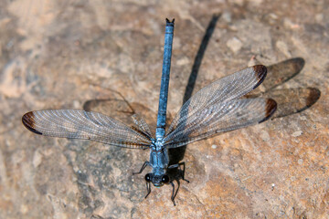 Macro shots, Beautiful nature scene damselfly.   