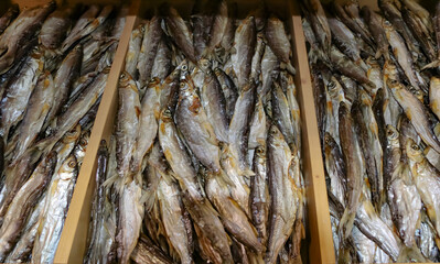 dry reed in the wind